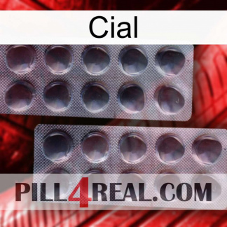 Cial 31